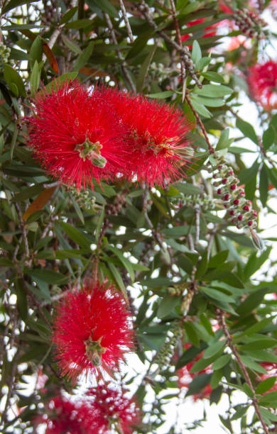 istock Callistemon citrinus or Crimson Buttlebrush plant 2156327096