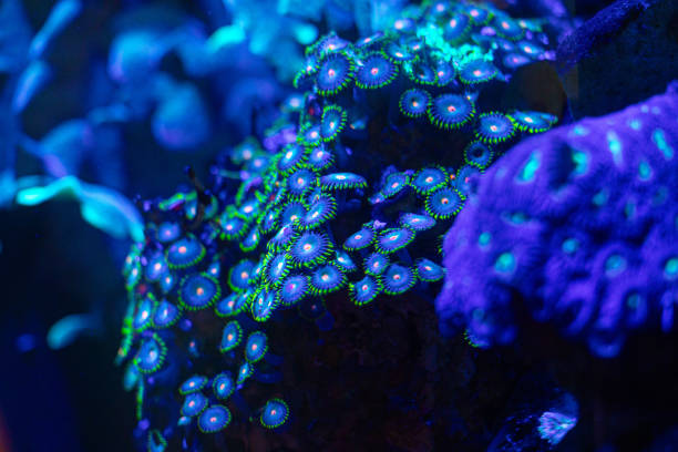 istock Beautiful underwater scene in aquarium in Dusseldorf, Germany. 2156327751