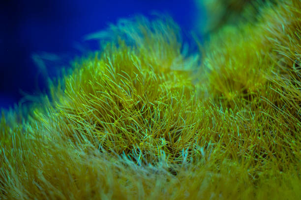 Beautiful underwater scene in aquarium in Dusseldorf, Germany. Tropical scenery.