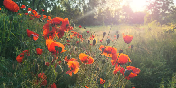 istock sunrise on a summer morning with red poppies 2156330526