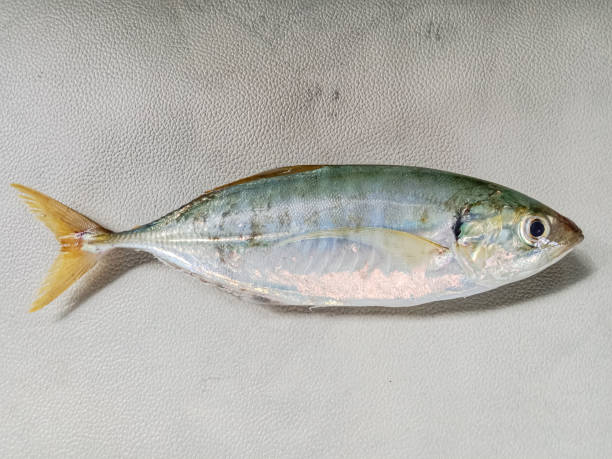 istock Yellowtail scad fish. Yellowtail scad on white background. Fresh raw yellow tail fish. 2156332874