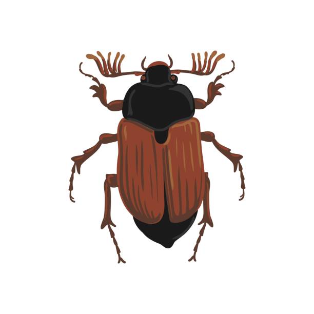 vector drawing Maybug, Maybeetle, doodlebug vector drawing Maybug, Maybeetle, doodlebug, hand drawn insect isolated at white background june bug stock illustrations