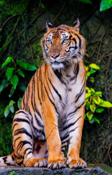istock A tiger is a ferocious animal. 2156333933