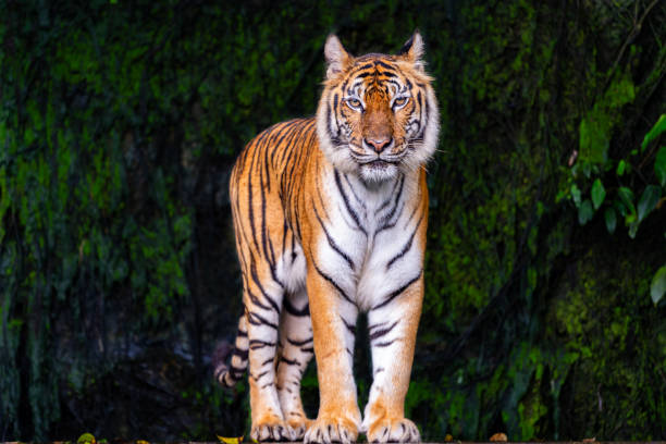 istock A tiger is a ferocious animal. 2156333934