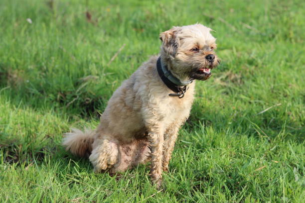 istock Small dog sitting outside on grass 2156334610