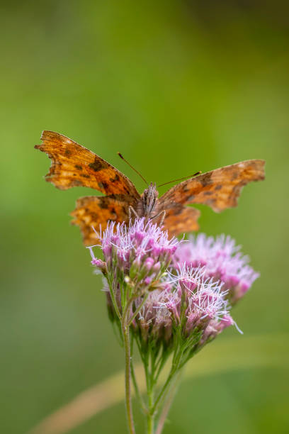 istock Comma butterfly Polygonia c-album resting side view 2156335737