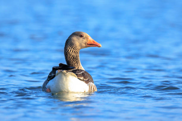 Closeup of a Greylag goose, Anser Anser, swimming in water on a sunny day with clear bluesky