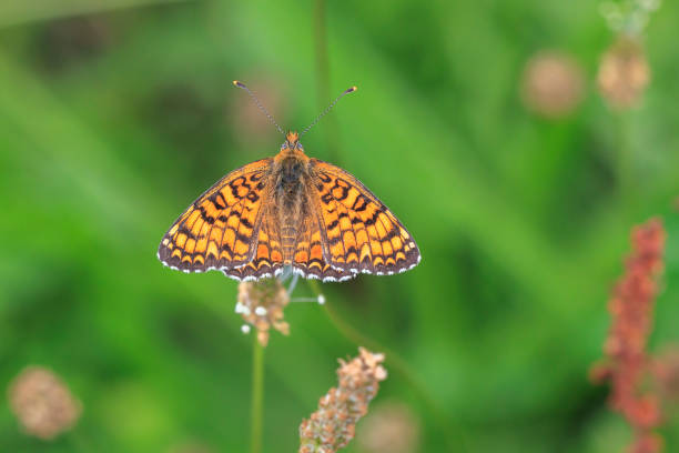 Closeup of a knapweed fritillary, Melitaea phoebe, butterfly resting and pollinating in bright sunlight.