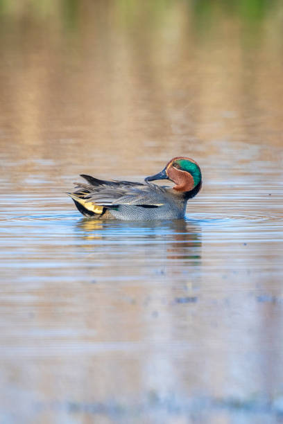 istock Swimming male eurasian teal, anas crecca, duck portrait 2156336021
