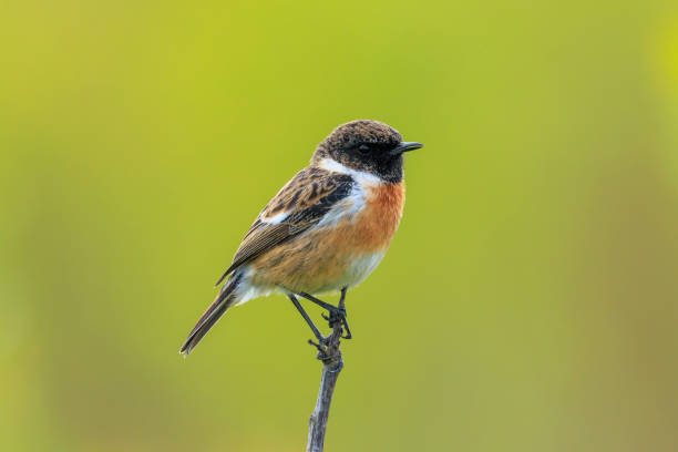 istock Male Stonechat, Saxicola rubicola, bird singing 2156336112