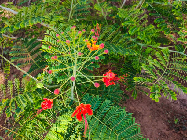 istock Small Flamboyant tree is blooming 2156336197