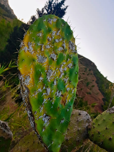 istock White Fungus on Prickly Pear Cactus, which are white spots on the thorny pear cactus 2156336404