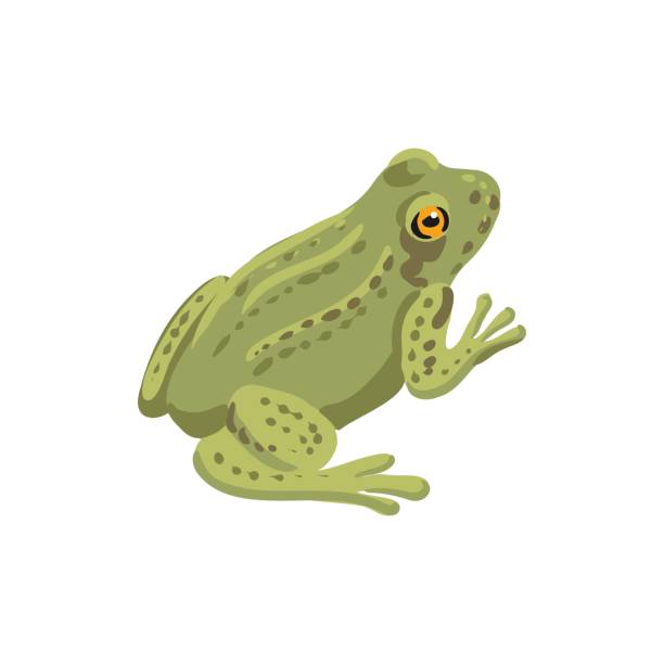 векторное рисование травяной лягушки - лягушка stock illustrations