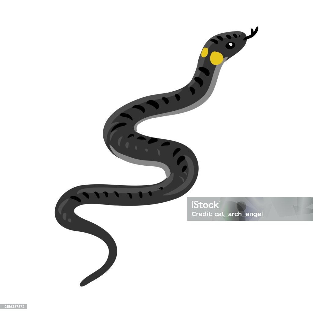 Red Ringed Snake Draw Vector Drawing Ringed Snake Stock Illustration - Download Image Now ...