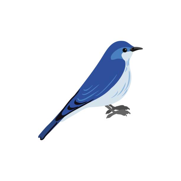40+ Mountain Bluebird Illustrations - iStock