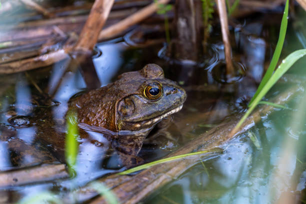 istock American bullfrog partially submerged in water, side view 2156337730