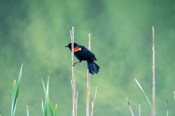 Red Winged Blackbird perched on a branch