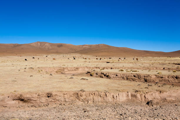 istock Bolivian llama breeding,Bolivia 2156338061