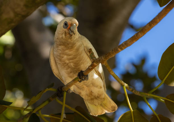 Western corella - Cacatua pastinator