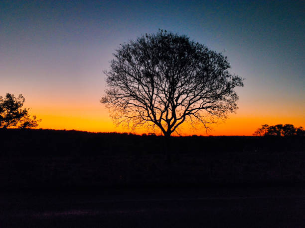 istock Dry trees and a dark late afternoon sky 2156339162