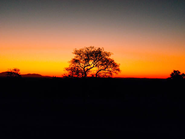 istock Dry trees and a dark late afternoon sky 2156339257