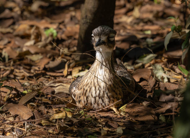 Bush stone-curlew - Burhinus grallarius