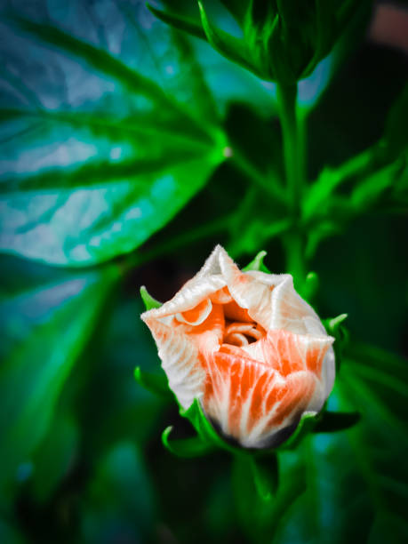 istock Flower bud, with its petals still closed 2156339897
