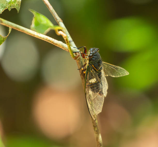istock Cicada, Platypleura capitata 2156340078