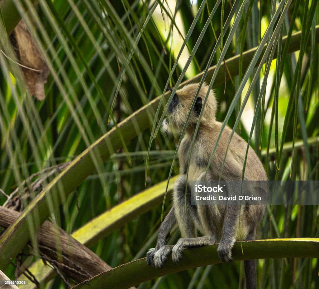 Grep Angur Tufted Grey Langur Semnopithecus Priam Stock Photo - Download Image Now ...