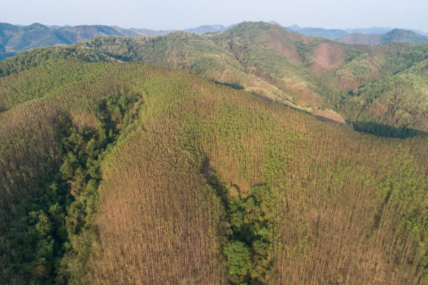istock Aerial photography overlooking a forest growing on a hill 2156341047