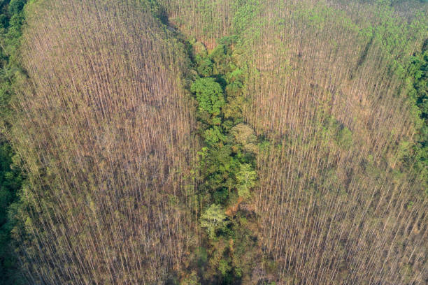 istock Aerial photography overlooking a forest growing on a hill 2156341054