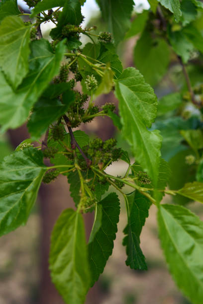 istock the unripe mulberries on a tree, plant background 2156341332