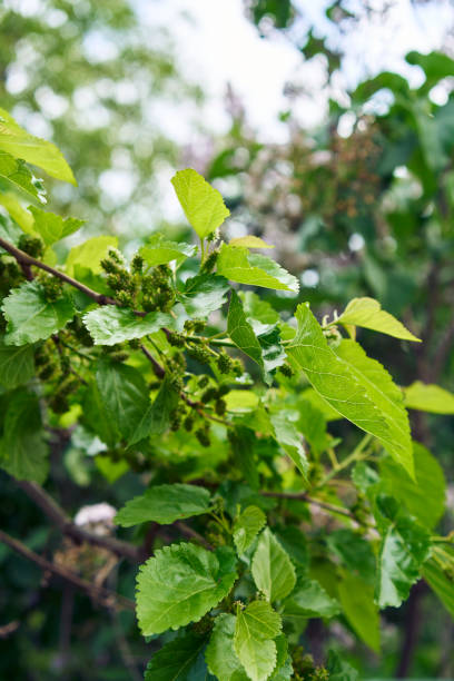 istock the unripe mulberries on a tree, plant background 2156341346