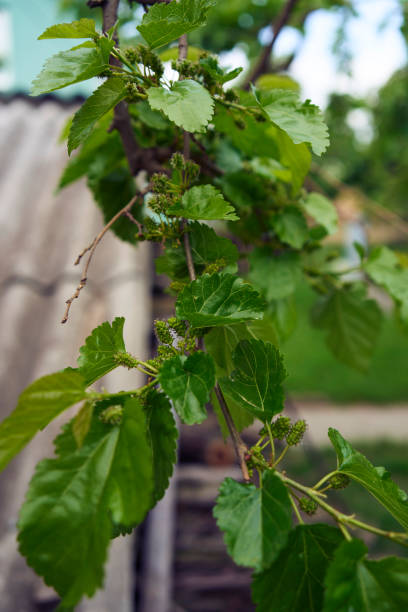 istock the unripe mulberries on a tree, plant background 2156341366