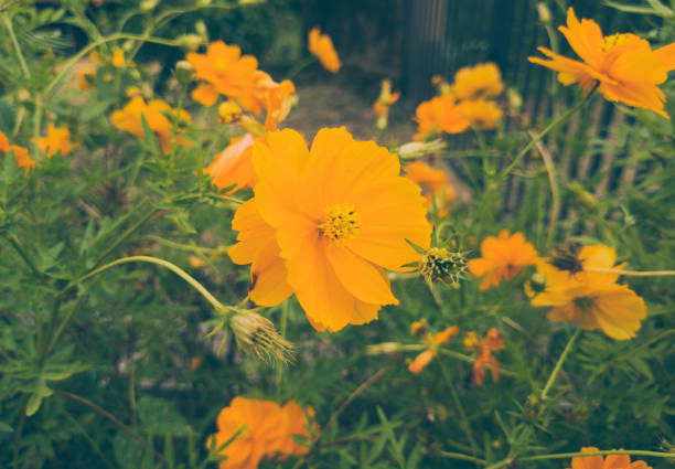 Vibrant Sulphur Cosmos flower in focus with a blurred bokeh background of green leaves and additional Sulphur Cosmos flowers, creating a vivid botanical scene