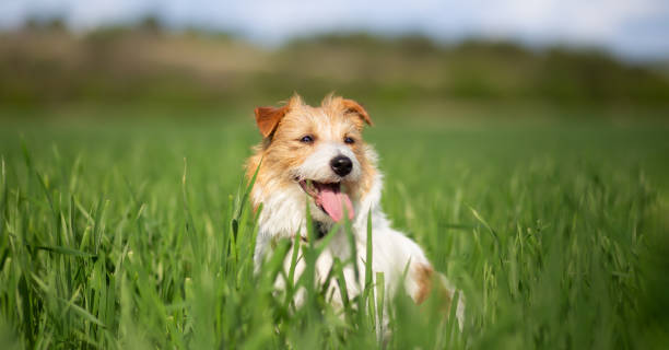 istock Happy panting dog sitting in the grass, banner or background 2156345540