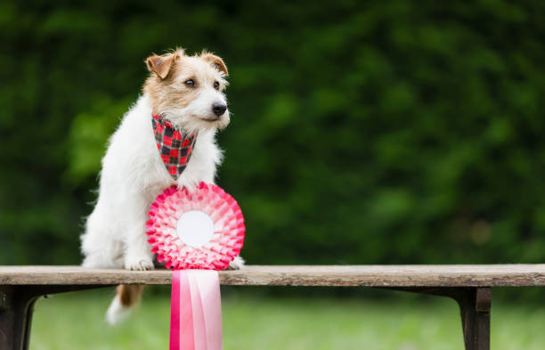 Cute proud dog sitting with a winner prize ribbon, successful competition background