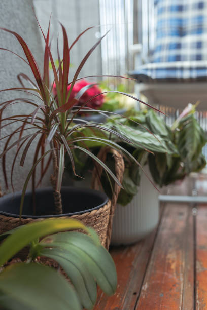 istock plants in flowerpot on home balcony 2156346233