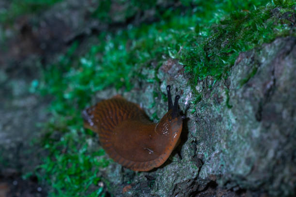 istock snail without shell macro photography soft focus with stone and moss in picture frame 2156346432