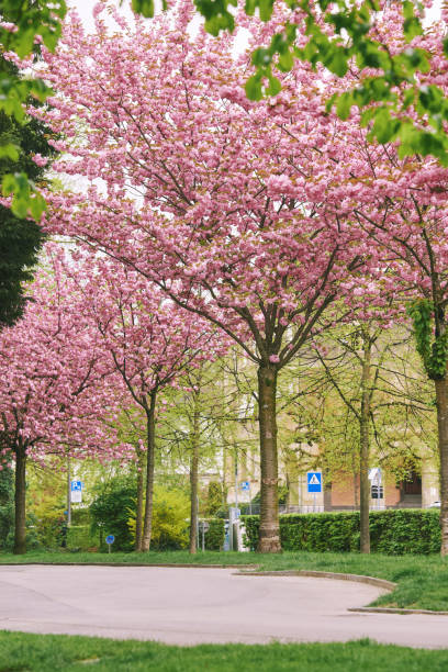 istock Cherry blosssom trees in Park de Milan, Lausanne,  Switzerland 2156346687