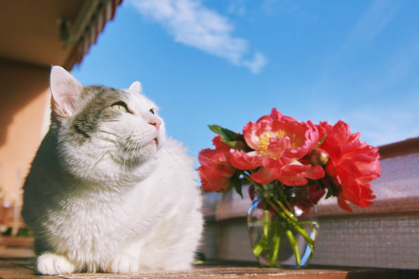 Adorable white and grey cat relaxing on cozy balcony table