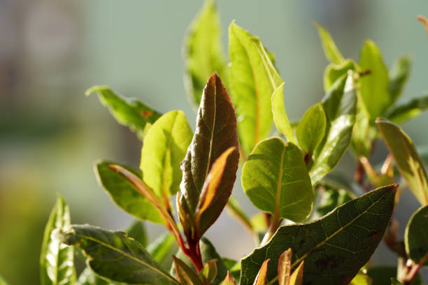 Bay leaf plant growing outdoors in the garden on a sunny day
