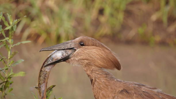 istock A hammerkop bird trying to swallow a fish 2156350251