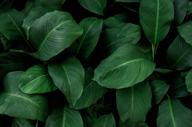 istock Nature leaves, green tropical forest, backgound illustration concept 2156350253