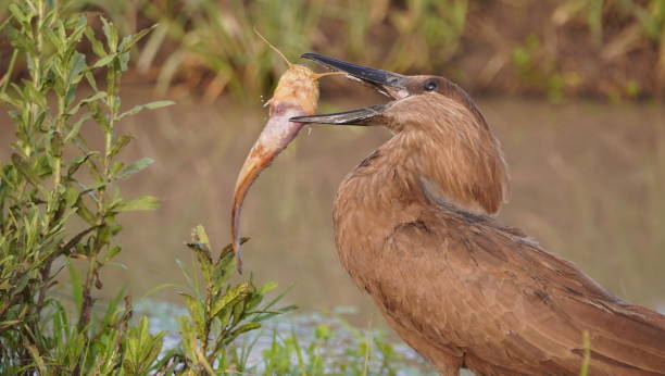 istock A bird trying to swallow a large fish. 2156350276