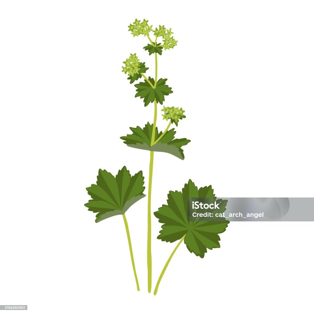 Mantle Vector Vector Drawing Wild Flower Ladys Mantle Stock Illustration - Download ...