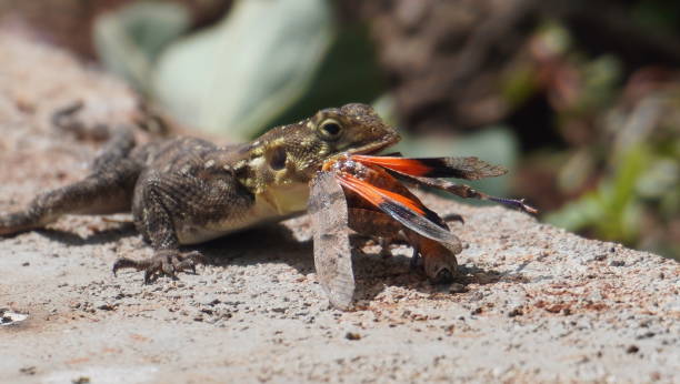 A lizard about to finish his food