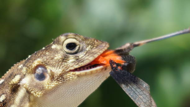 istock Agama close up with food. 2156350360