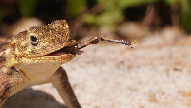Agama lizard finish his food