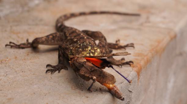istock close up of a lizard eating 2156350504